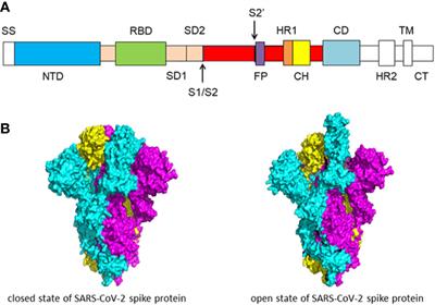 Frontiers | SARS-CoV-2: Structure, Biology, And Structure-Based ...